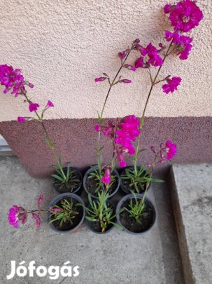 Szurok szegfű palánta.