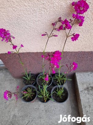 Szurok szegfű palánta.