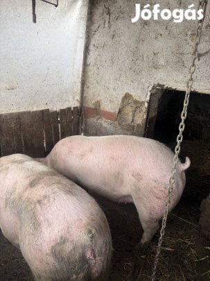 Szűz kocák eladók!