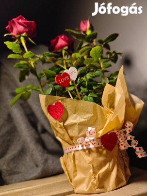 Szuzivirág által kézzel díszített és csomagolt szobarózsák