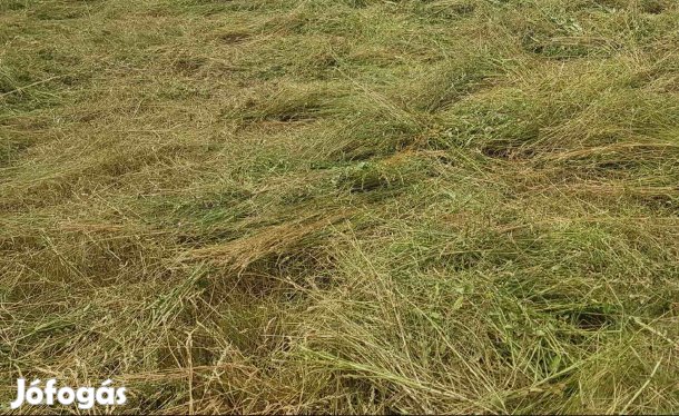 TÖBBCÉLÚ ÉPÍTÉSI TELEK SIÓFOK-SZABADIFÜRDŐN!