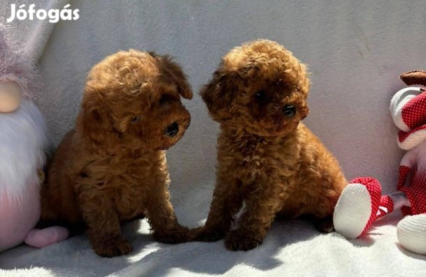 T.Uszkár fajta jellegű