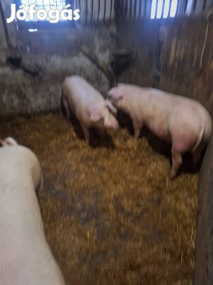 Tabdi hizók eladók