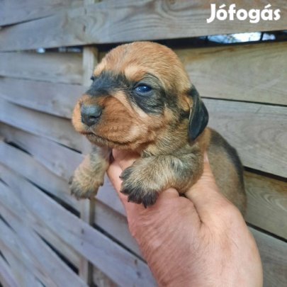 Tacskó . Szálkásszőrű tacskó fajtajellegű kiskutyák
