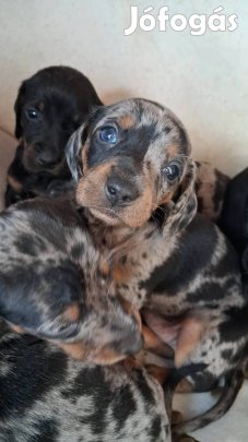 Tacskó jellegűkutyus