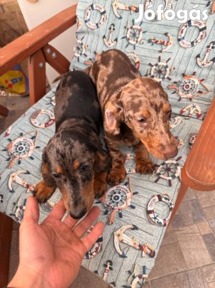 Tacskó kan kiskutyák