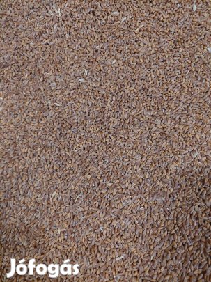 Takarmany ,buza és kukorica   .