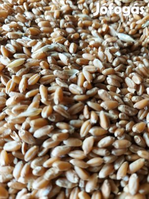 Takarmány búza eladó