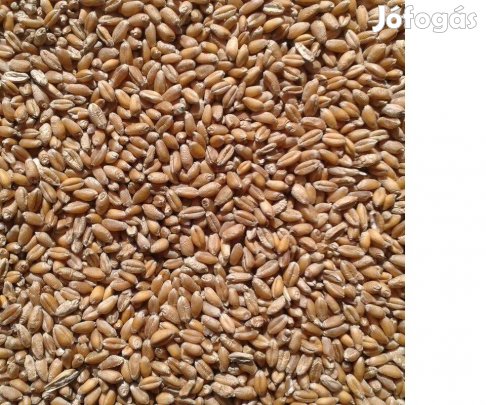 Takarmány búza eladó!