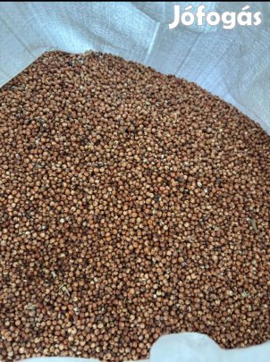 Takarmány cirok Eladó