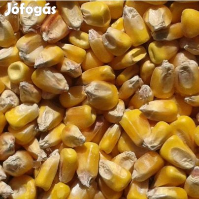 Takarmány kukorica