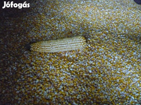 Takarmány kukorica eladó