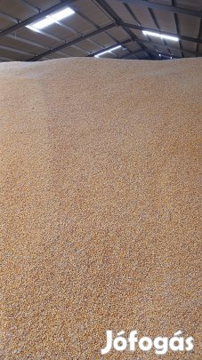 Takarmány kukorica zsákolva