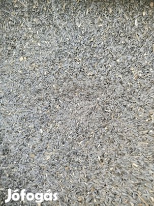 Takarmány napraforgó