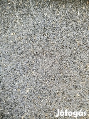 Takarmány napraforgó