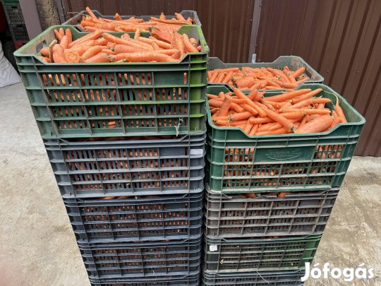 Takarmány sárgarépa