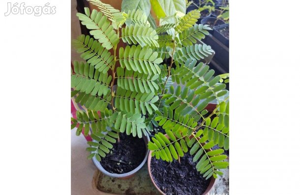 Tamarindus indica Facsemete- Tamarind