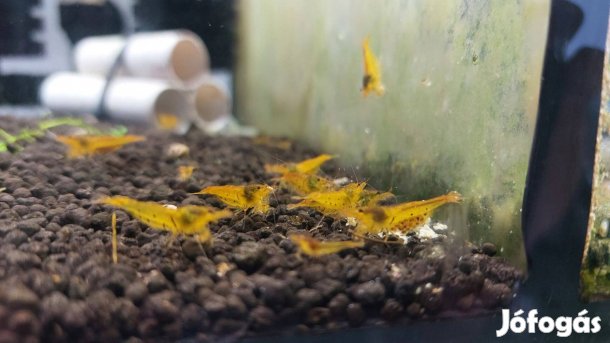 Tangerine Tiger garnéla