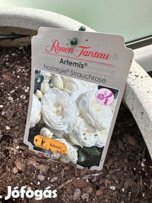 Tantau Artemis rózsa