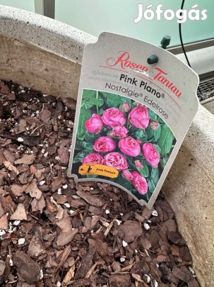 Tantau Pink Piano rózsa