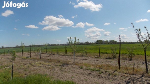 Tanya eladó 7 hektár földdel Csengelén