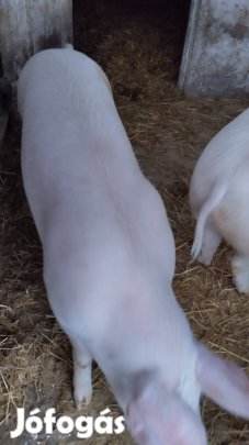 Tanyasi Hízó eladó