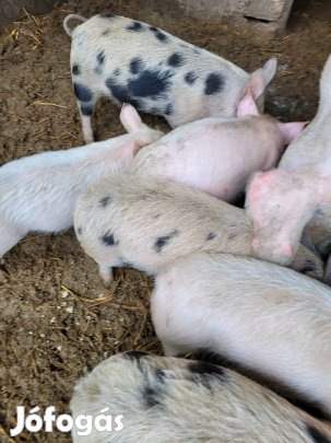 Tanyasi Vállasztási malacok eladó! 