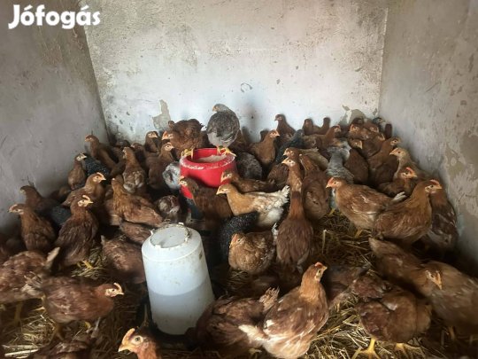 Tanyasi csirke eladó