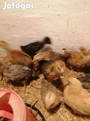 Tanyasi csirkék!