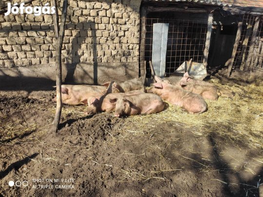 Tanyasi hízók eladók!