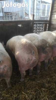 Tanyasi hizók eladók 