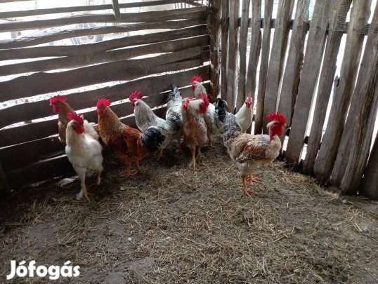 Tanyasi kakasok eladó