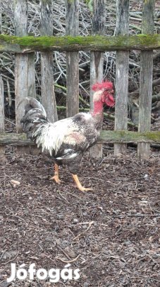 Tanyasi keverék Kakasok