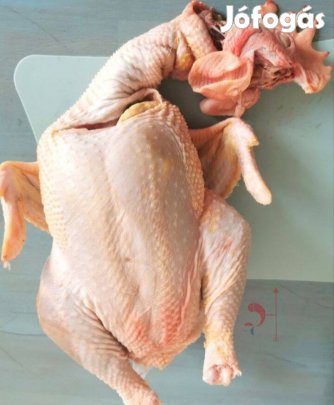 Tanyasi kopasztot kakasok