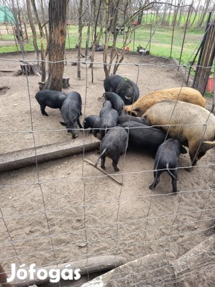 Tanyasi malac, disznó