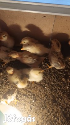 Tanyasi vegyes 2 hetes csibe