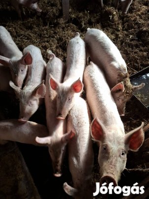 Tanysi Süldők eladóak , Tápmentesek nagymagyar fehér .