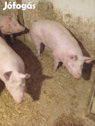 Táp mentes hízok100-140kg 