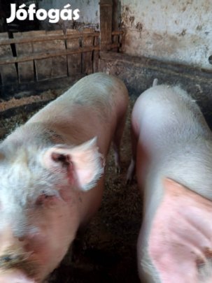 Táp nélküli hizó sertések.