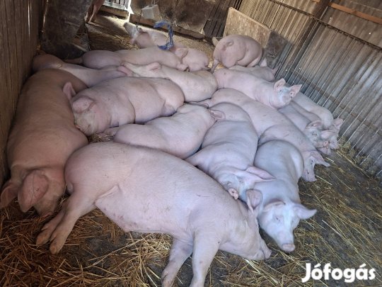 Tápmentes, háztáji hízó eladó! 