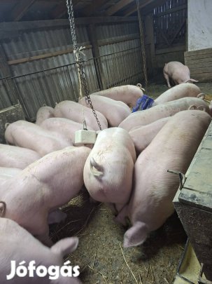 Tápmentes, háztáji hízó eladó! 