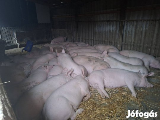 Tápmentes, háztáji hízó eladó!