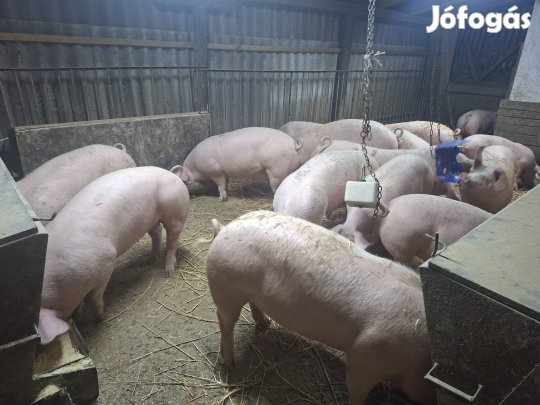 Tápmentes háztáji hízó eladó! 