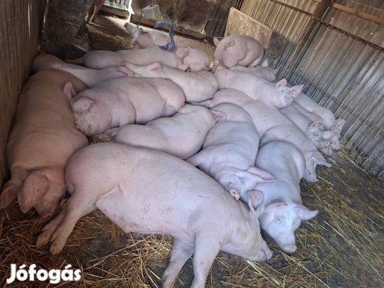 Tápmentes hízó eladó! 