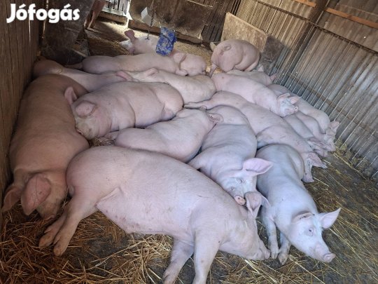 Tápmentes hízó eladó! 