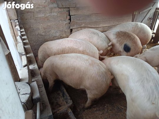 Tápmentes hízók eladók