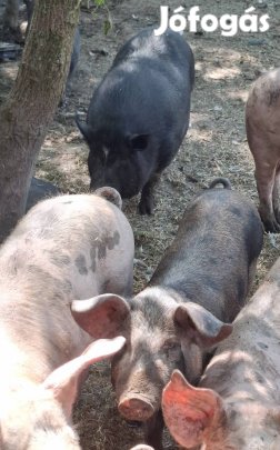 Tápmentes sertés eladó 