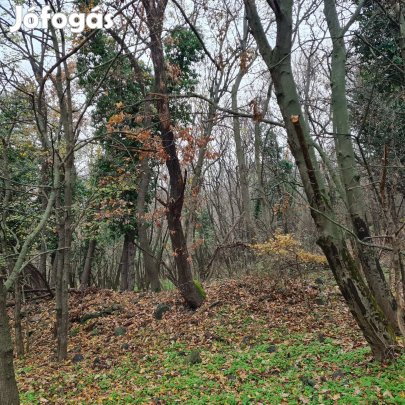 Tapolca külterületén a Hajagos-hegyen erdős telek rommal eladó