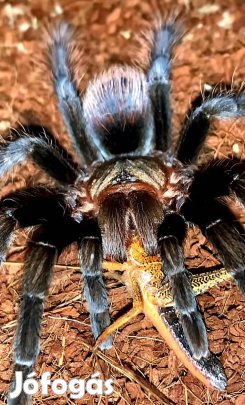 Tarantula,madárpók