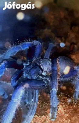 Tarantula,madárpók